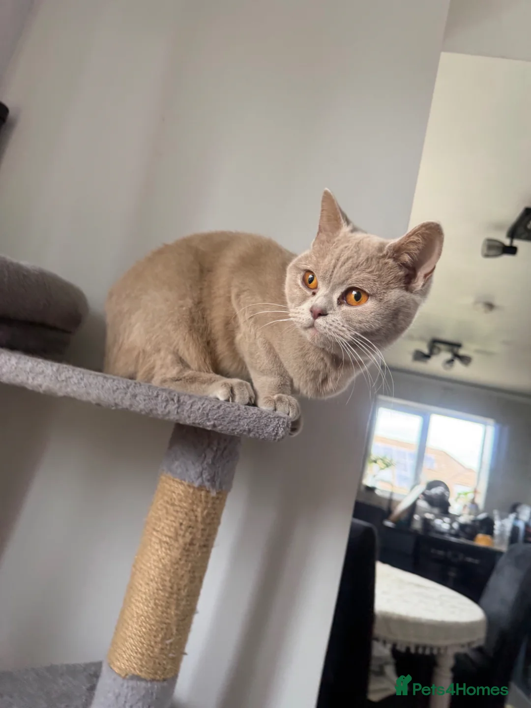 British Shorthair cats for sale: Pinky  - Advert 3