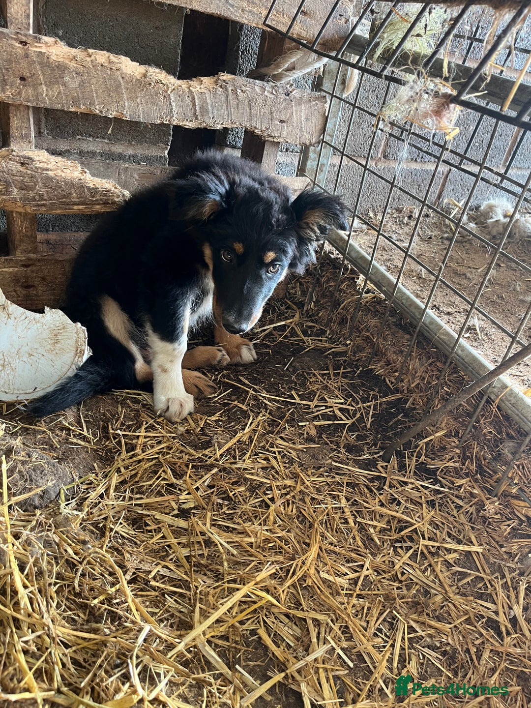 Border Collie dogs for sale: 7 gorjous border collies - Image 8