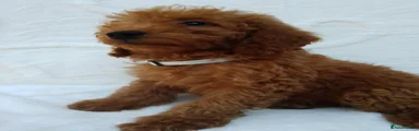 Miniature Poodle 5