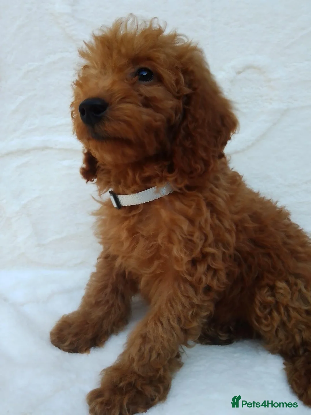 Miniature Poodle dogs for sale: Miniature poodle puppies. in Sevenoaks - Advert 7