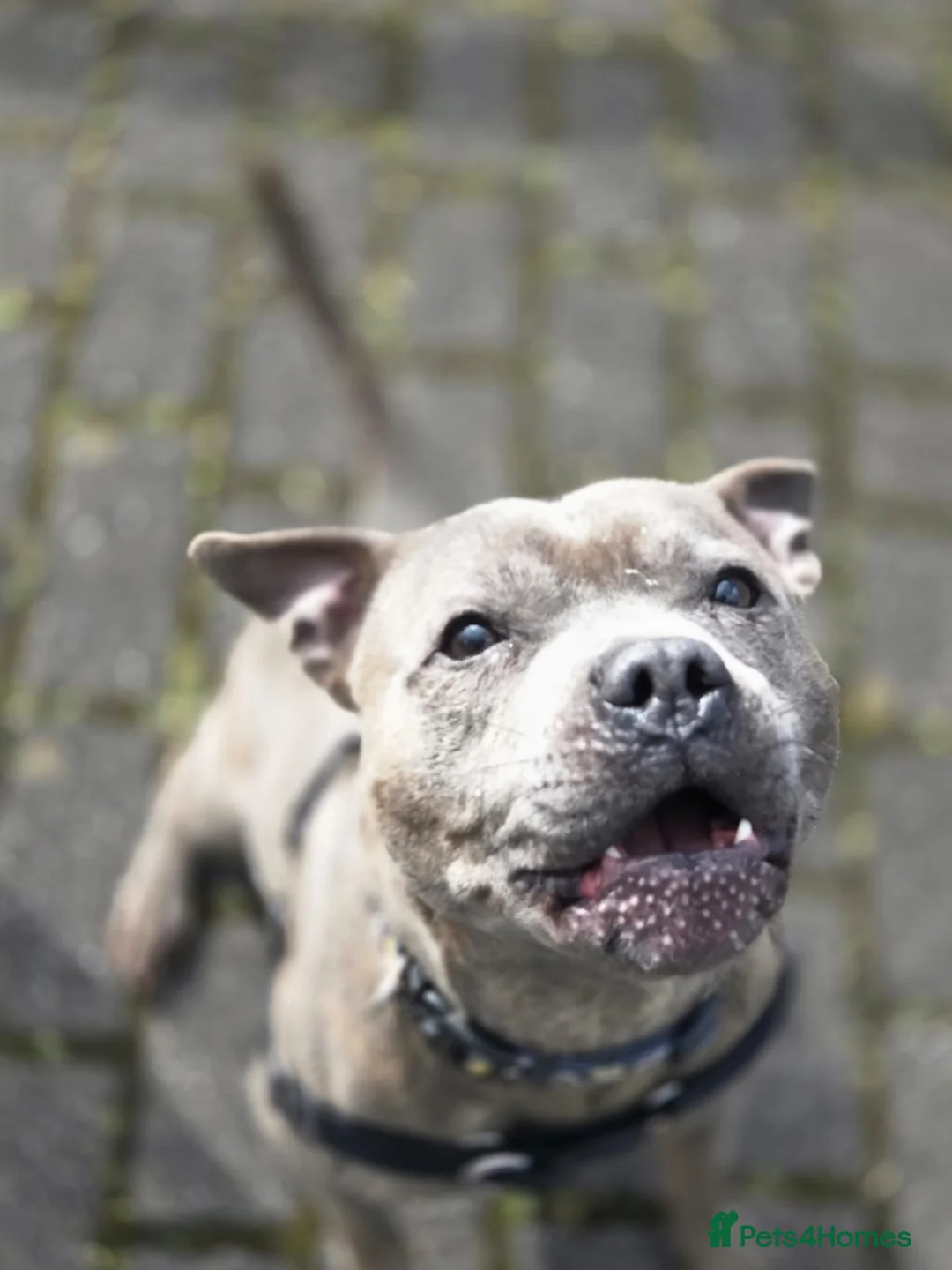 Staffordshire Bull Terrier dogs for stud: KC reg Blue brindle Staffordshire bull terrier  in Glasgow - Advert 2