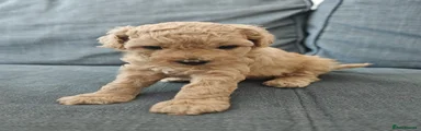 Nutty