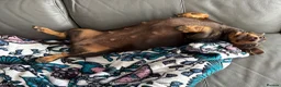 Miniature Dachshund dogs for sale: ⭐️ Sadly Rehoming Miniature Dachshund Girl ⭐️ - Advert 4