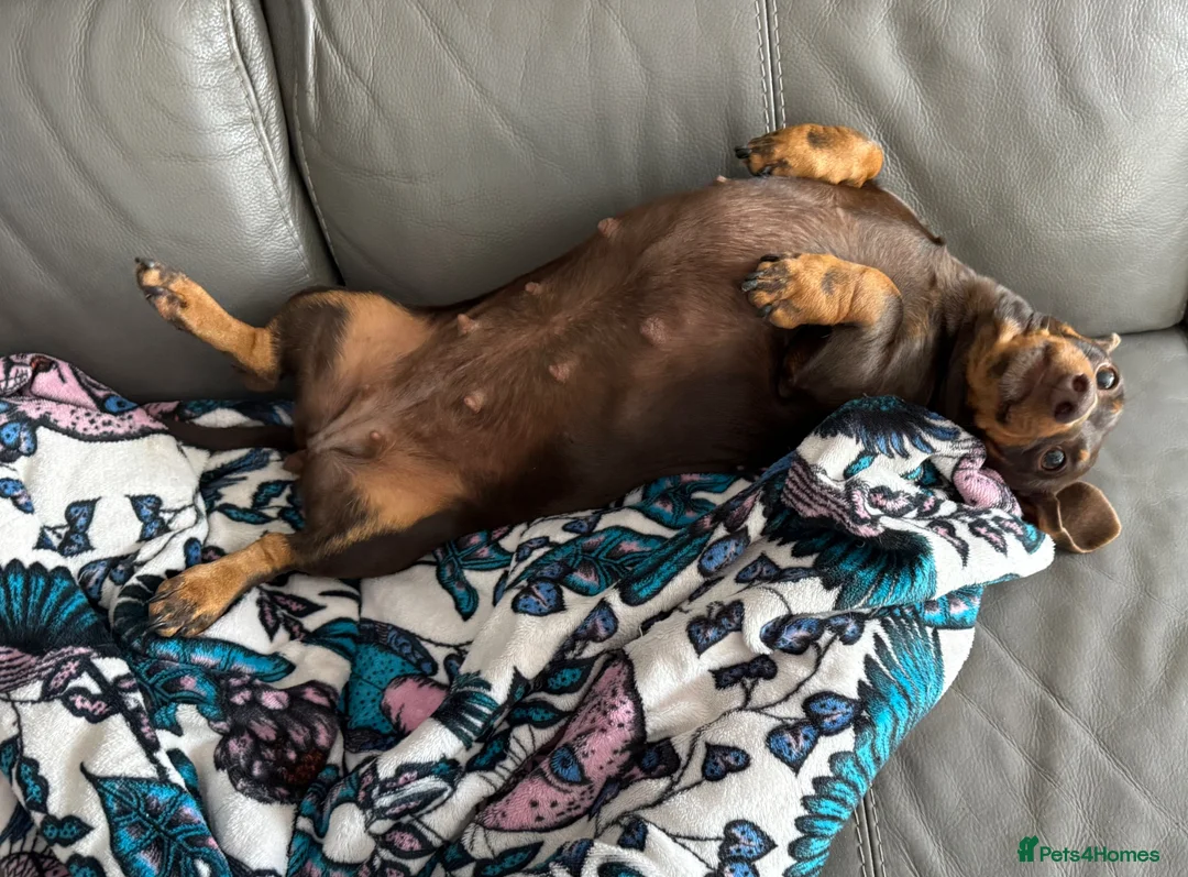 Miniature Dachshund dogs for sale: ⭐️ Sadly Rehoming Miniature Dachshund Girl ⭐️ - Advert 4