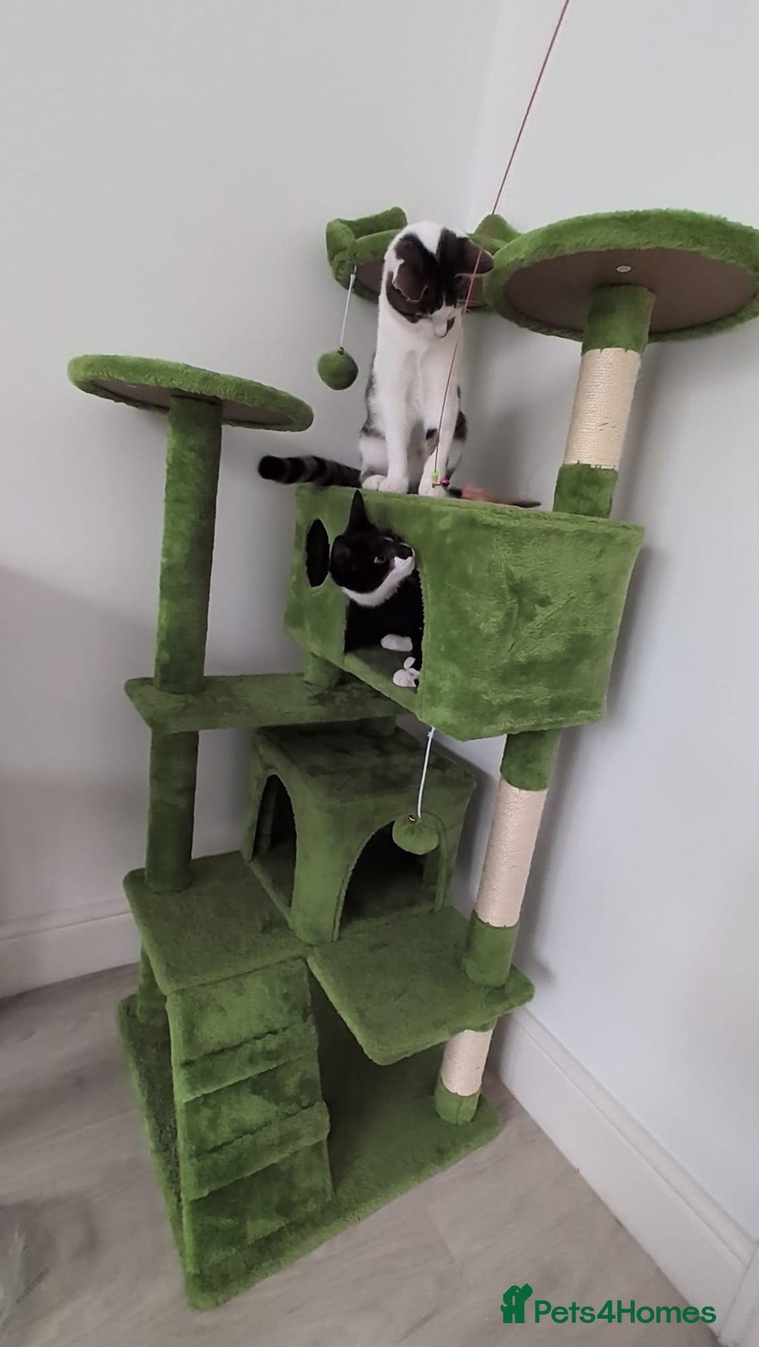 Domestic Shorthair cats for sale: 3 boys, 1 girl kittens  - Image 26