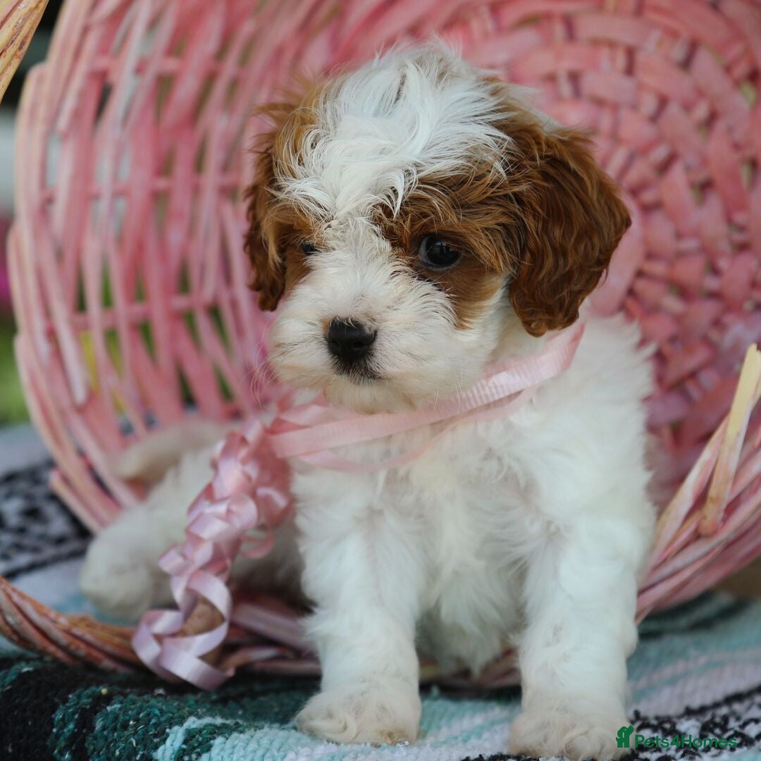 Cavapoo dogs for sale: Beautiful Toy Cavapoo Puppies for sale - Image 14