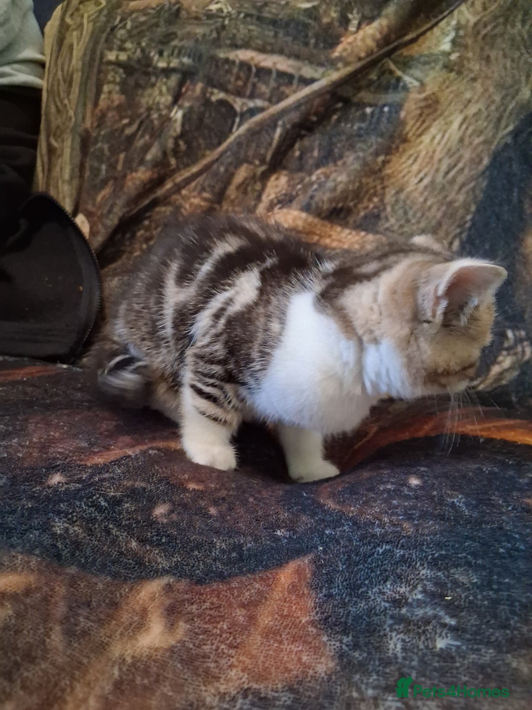 Mixed Breed cats for sale: Scottish straight cross kittens  - Image 16