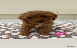 Cockapoo dogs for sale: 💙💙Cockerpoos🩷🩷 Ready Now💙🩷 - Image 6