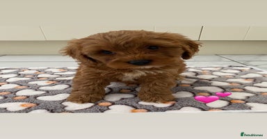 Cockapoo dogs - Advert 8