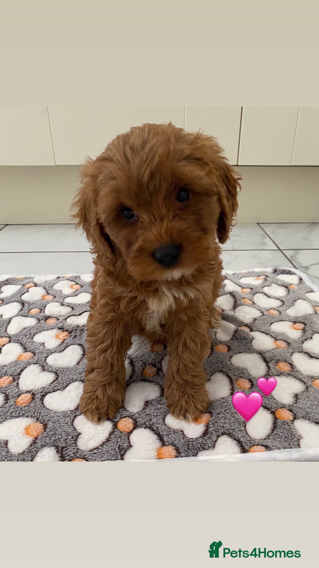 Cockapoo dogs for sale: 💙💙Cockerpoos🩷🩷 Ready Now💙🩷 - Image 6