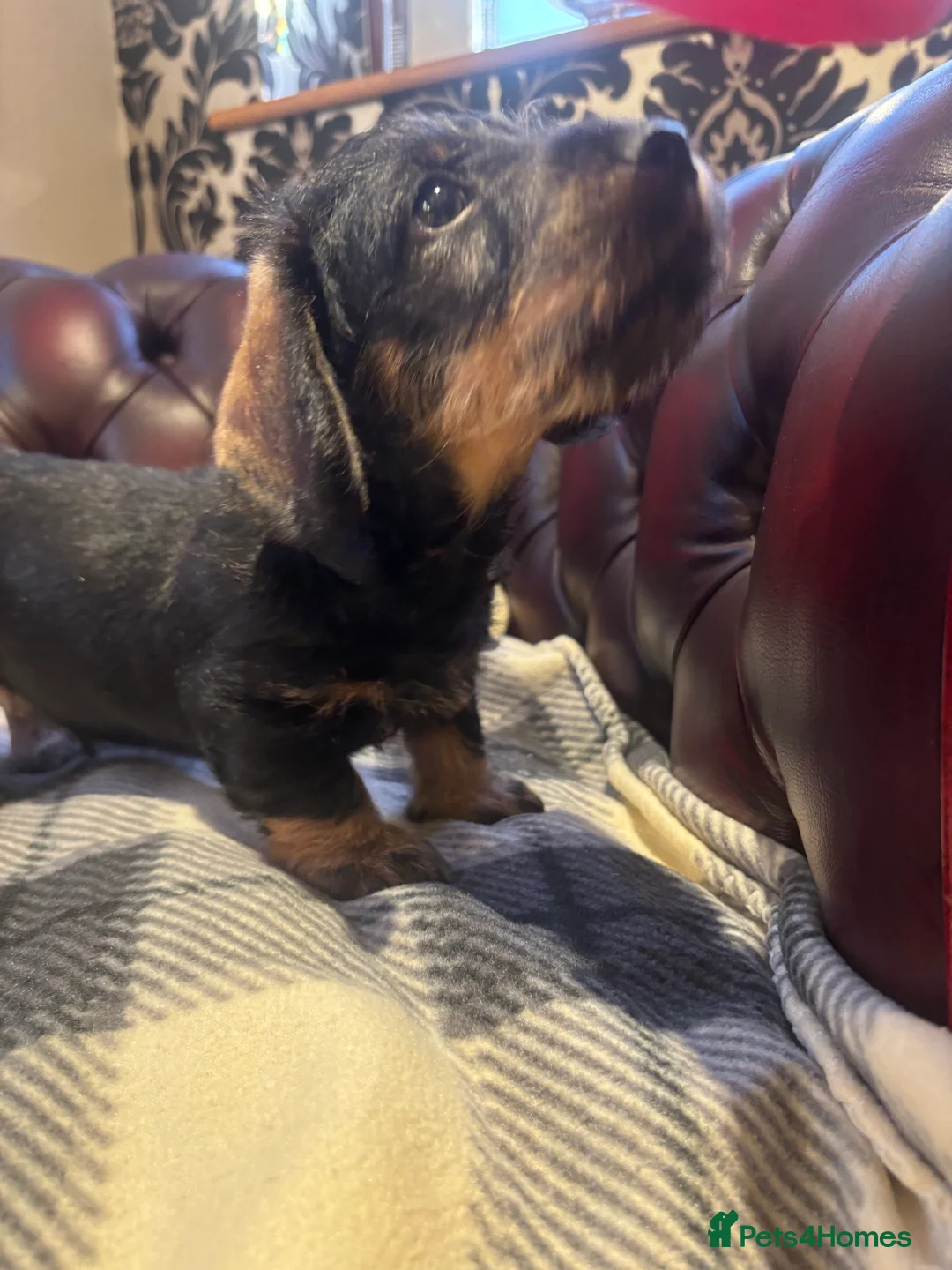 Miniature Dachshund dogs for sale: Miniature WIRE haired dachshund  - Advert 6