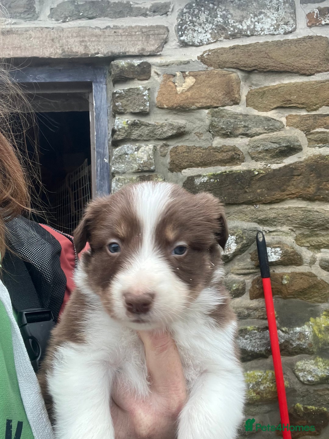 Border Collie dogs for sale: Border collie pups - Advert 8