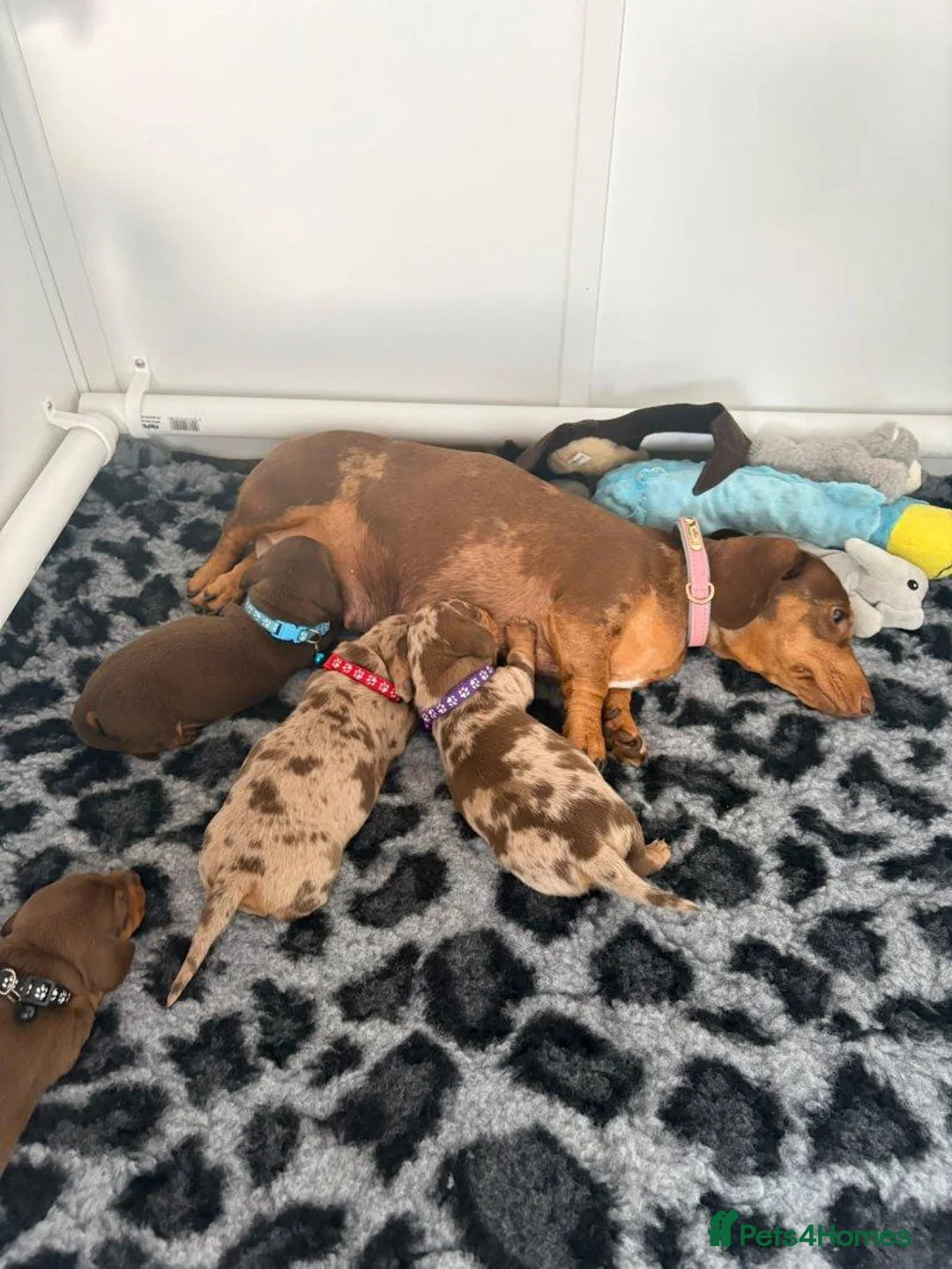 Miniature Dachshund dogs for sale: 4 mini dachshund puppies in Edinburgh - Advert 2