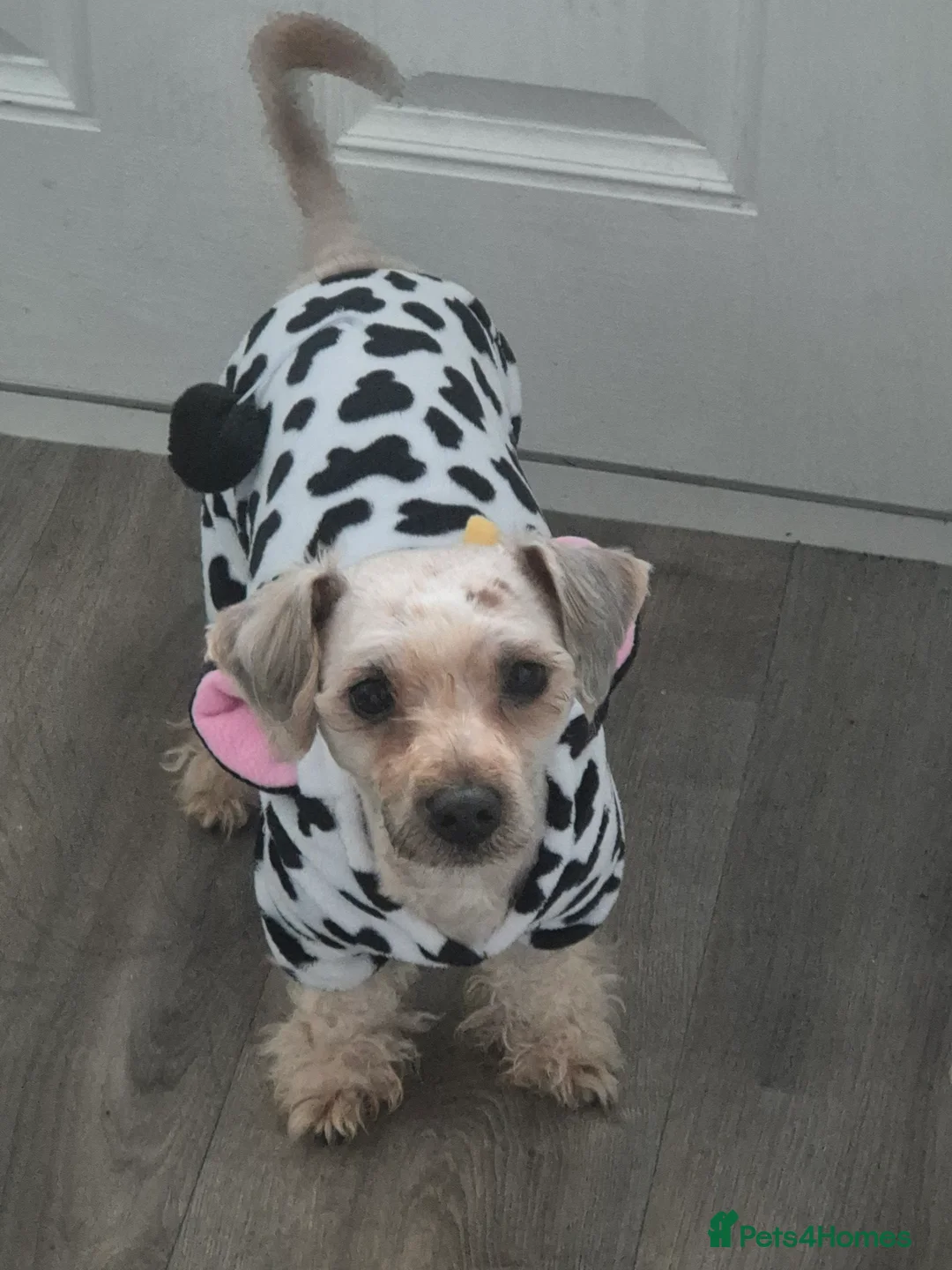 Chorkie dogs for sale: Little louie lovable cheeky affectionate boy - Advert 14