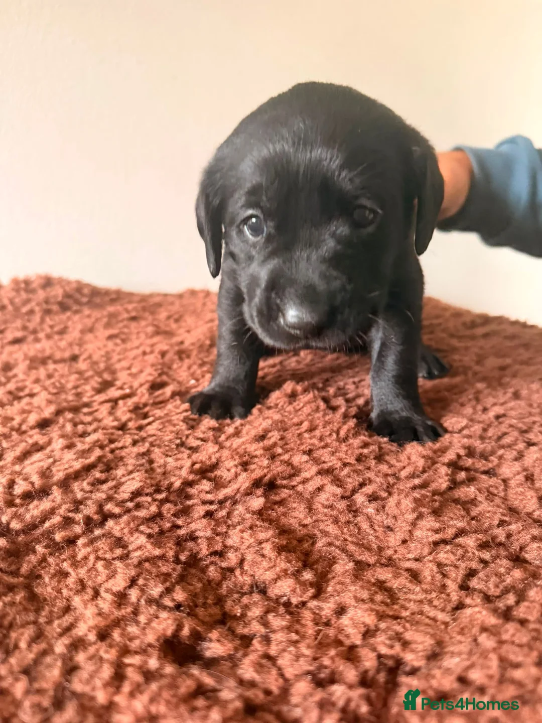 Labrador Retriever dogs for sale: K.C Reg Labrador Retriever Puppies for sale - Advert 8