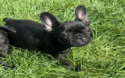 French Bulldog dogs for sale: French Bulldogs  - Image 13