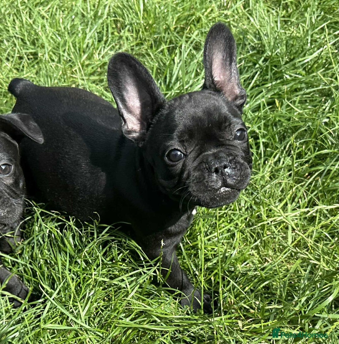 French Bulldog dogs for sale: French Bulldogs  - Image 13