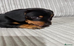 Miniature Dachshund dogs for sale: Two beautiful mini dash’s  - Image 14