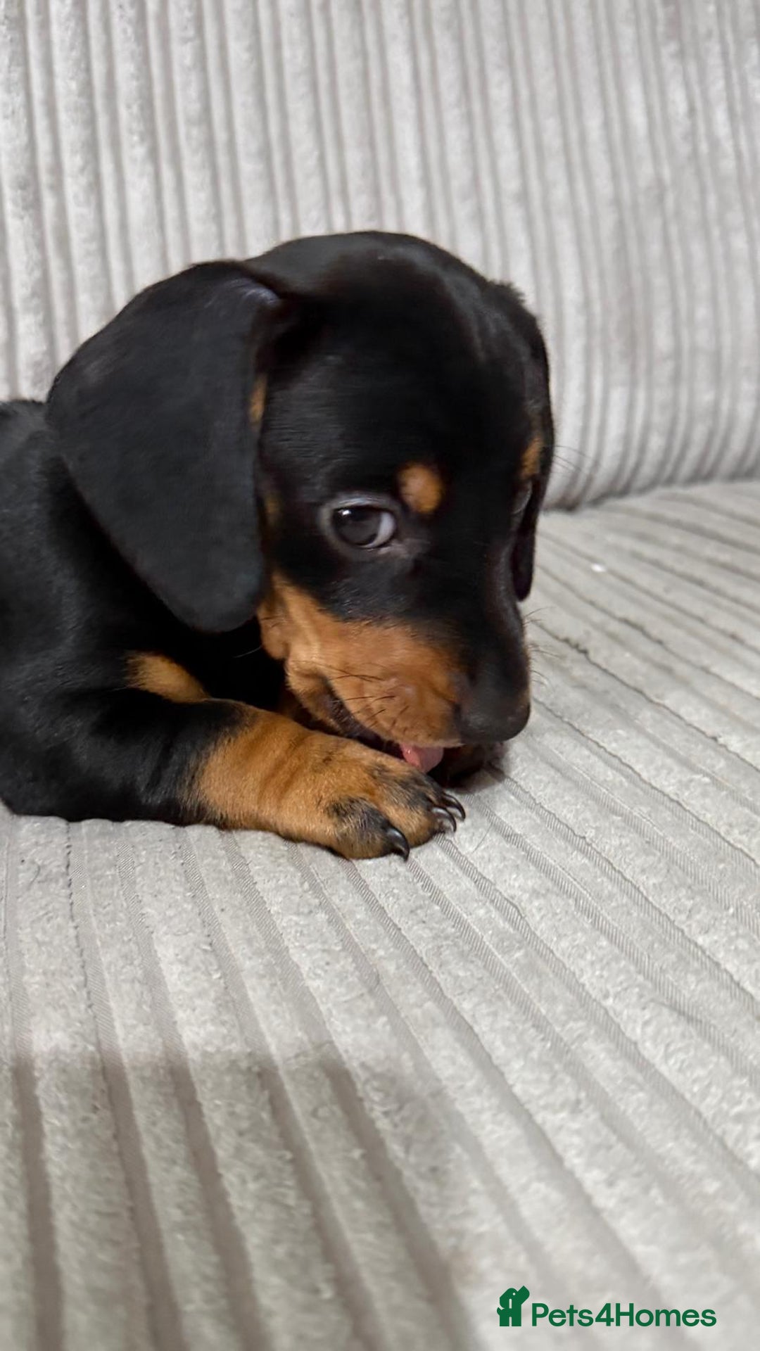 Miniature Dachshund dogs for sale: Two beautiful mini dash’s  - Image 14