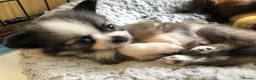 Chihuahua dogs for sale: Longhaired chihuahua puppies - Advert 14