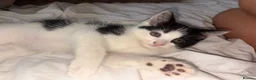Domestic Shorthair cats for sale:  🐾 Black and white domestic shorthairs - Advert 5