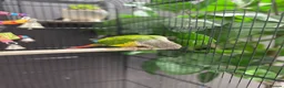 Conures birds for sale: Semi tame young conure with cage in Manchester - Advert 4