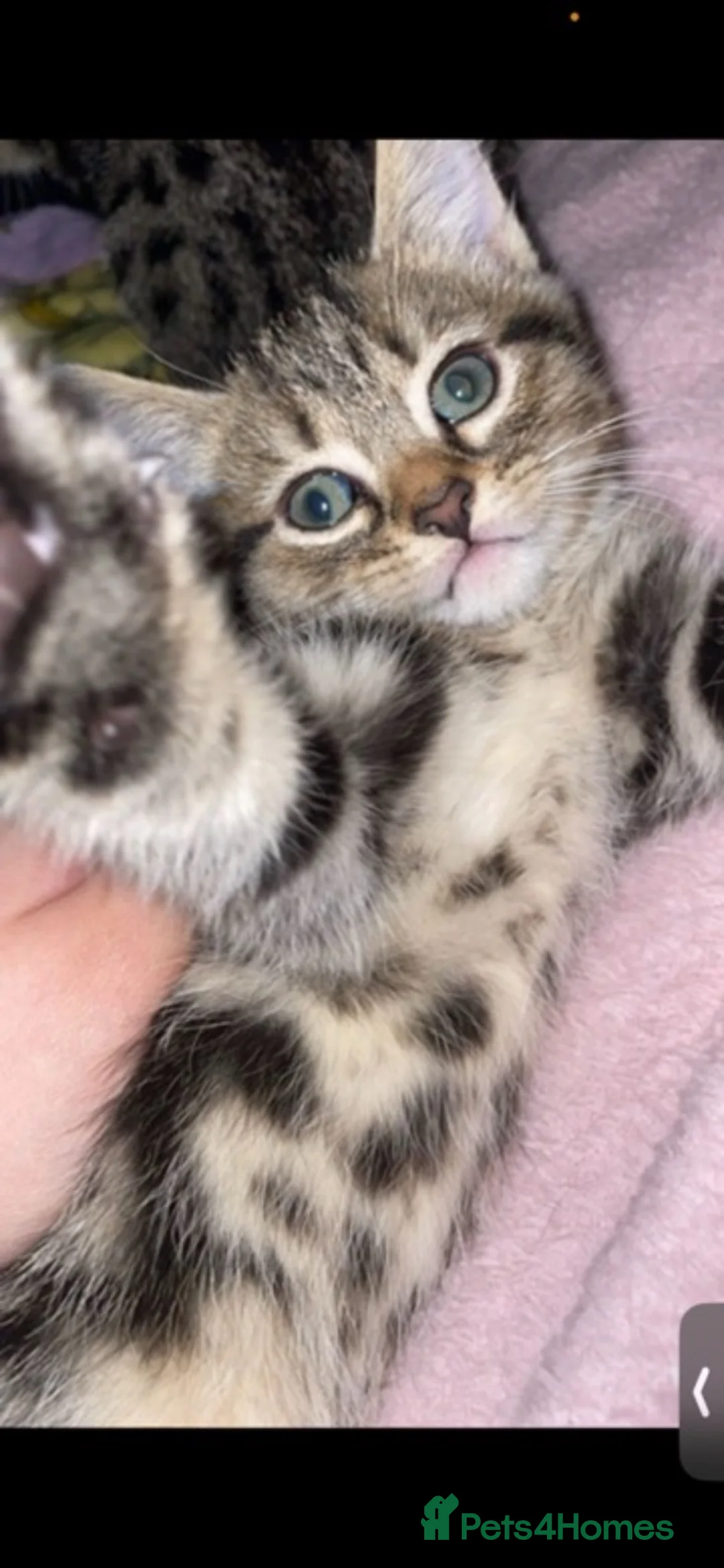 Mixed Breed cats for sale: * Beautiful Kittens Ready for a loving home.  - Advert 2