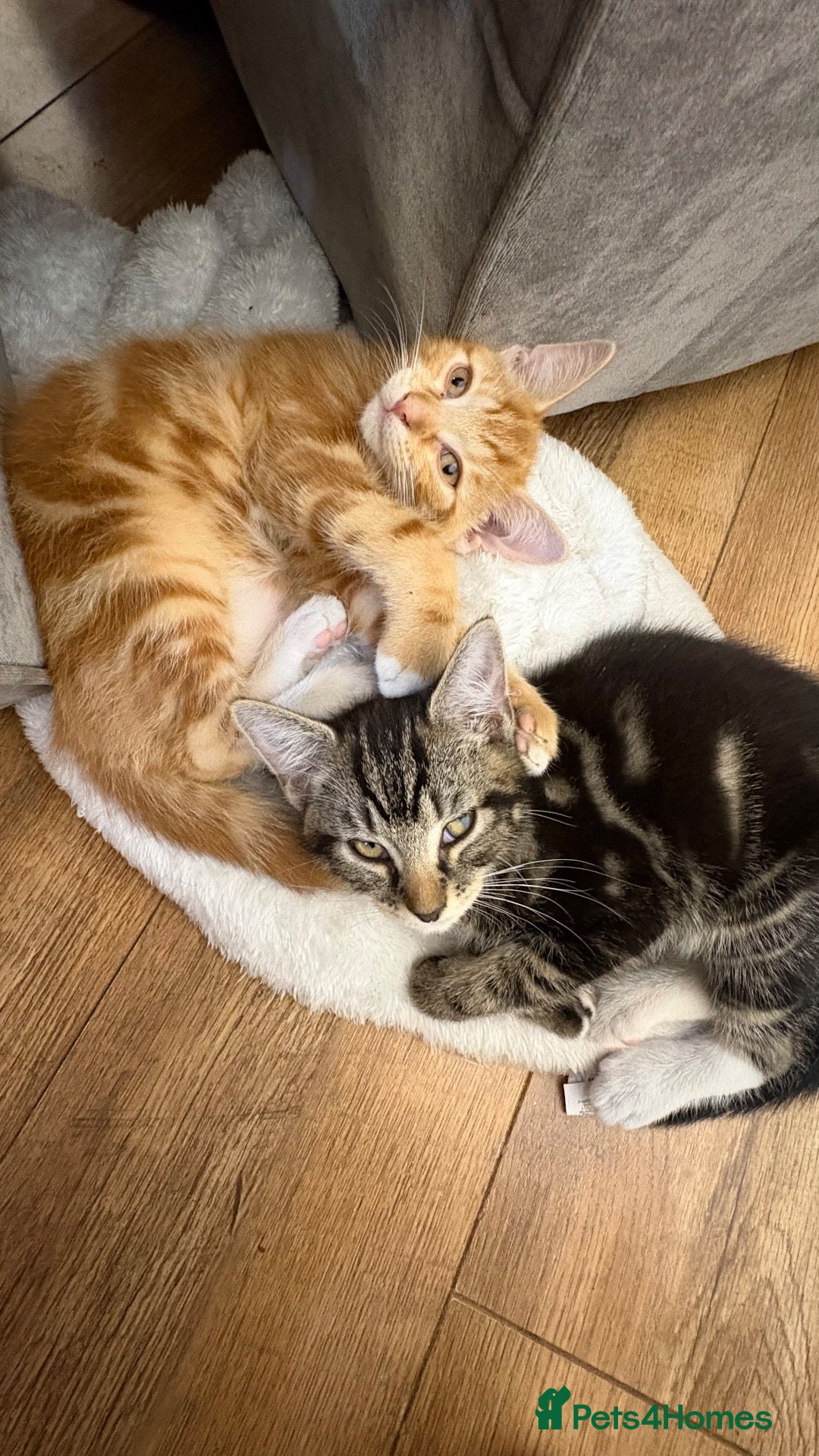 Mixed Breed cats Gorgeous Domestic Shorthair Cross Kittens - Advert 2