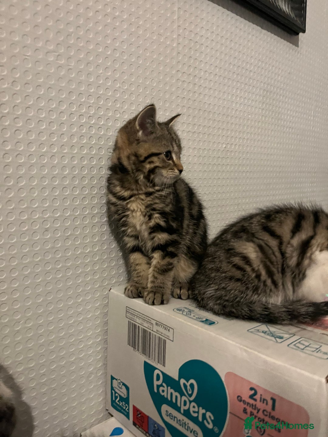 Mixed Breed cats for sale: Beautiful kittens  - Advert 3