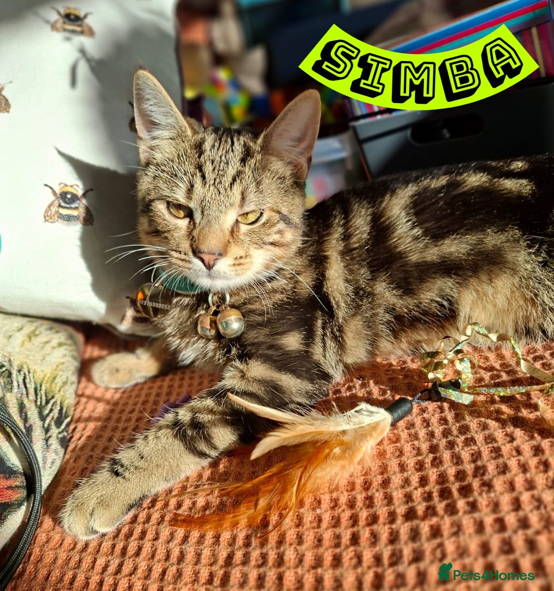 Mixed Breed cats for sale: Free to a Loving Home 2 Cats& 1 Kitten-Swansea - Advert 28