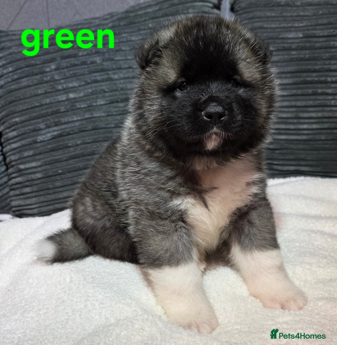 Akita dogs for sale: American akita puppies  - Advert 8