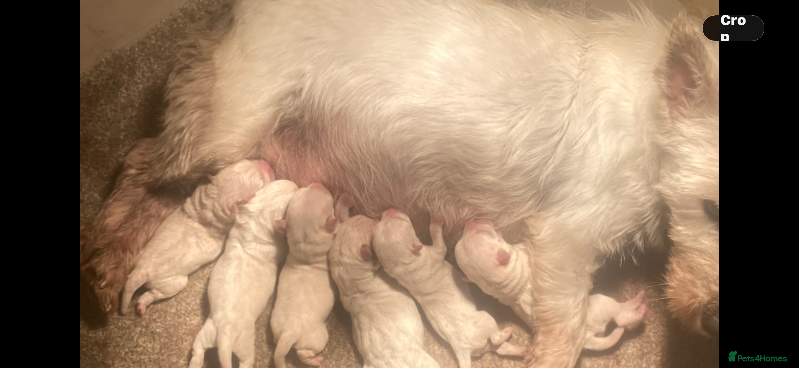 West Highland Terrier dogs KC REGISTERED WEST HIGHLAND TERRIERS - Advert 1