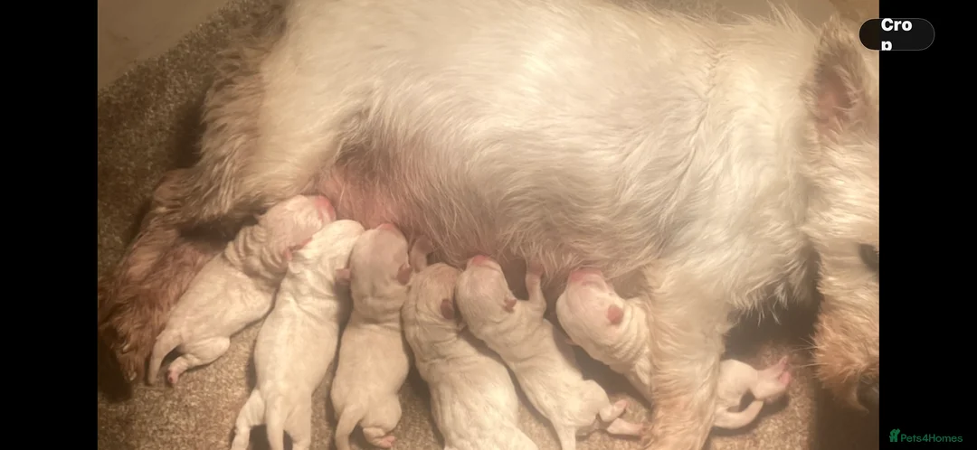 West Highland Terrier dogs for sale: KC REGISTERED WEST HIGHLAND TERRIERS - Advert 13