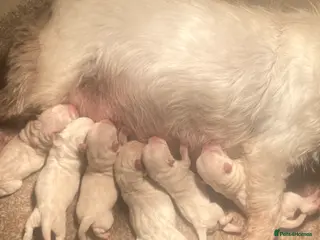 West Highland Terrier dogs KC REGISTERED WEST HIGHLAND TERRIERS - Advert 12