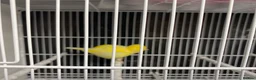 Canaries birds for sale: Fife canaries for sale in Crawley - Advert 2