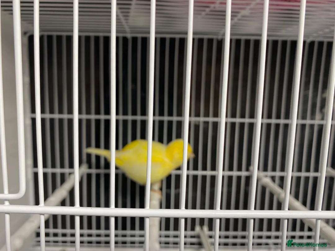 Canaries birds for sale: Fife canaries for sale in Crawley - Advert 2