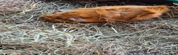 Guinea Pig rodents for sale: Two female Guinea Pigs for sale - Advert 1