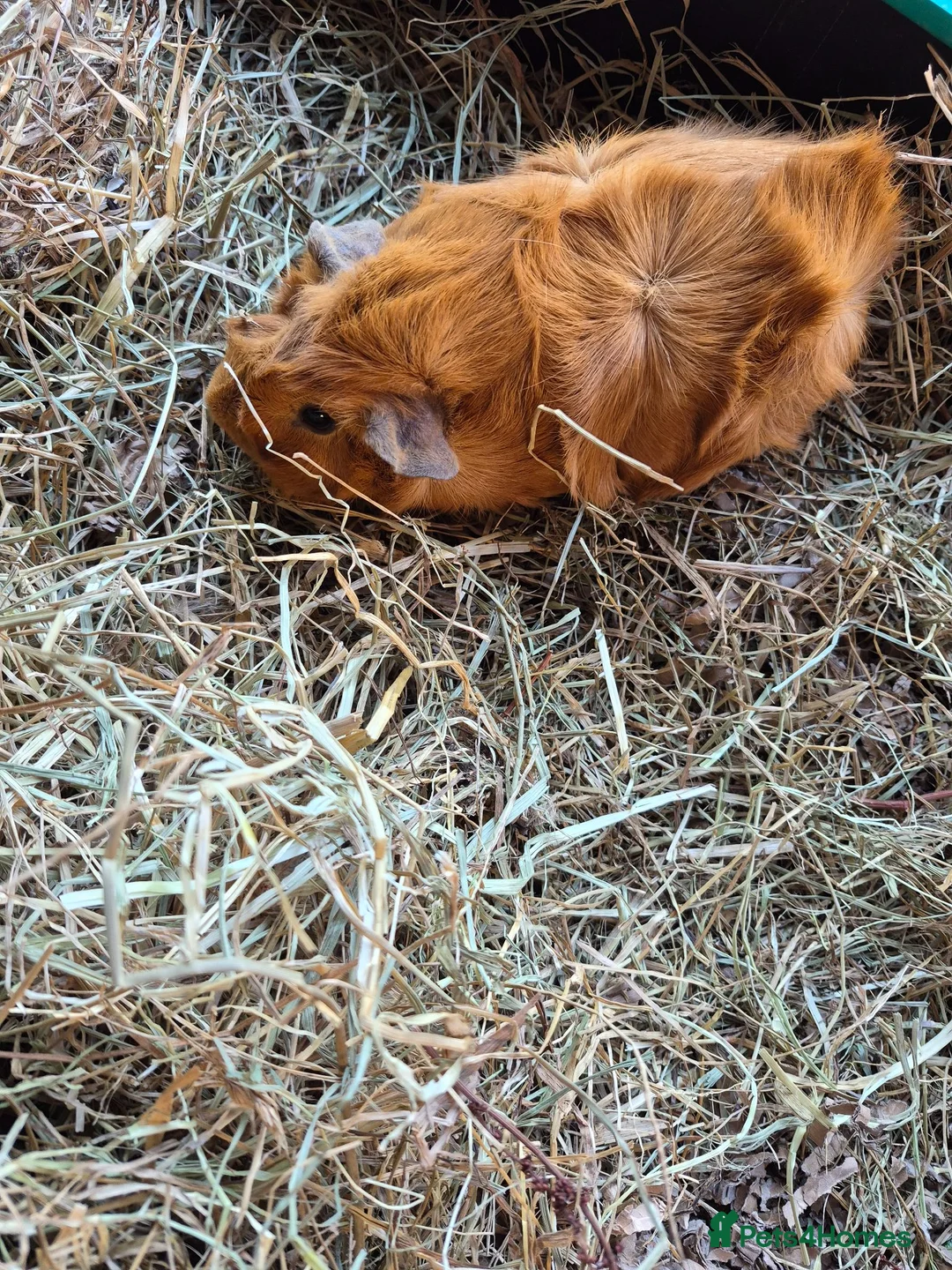Guinea Pig rodents for sale: Two female Guinea Pigs for sale - Advert 1