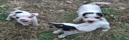 Jack Russell dogs for sale: Outstanding Jack Russel male puppies - Advert 4
