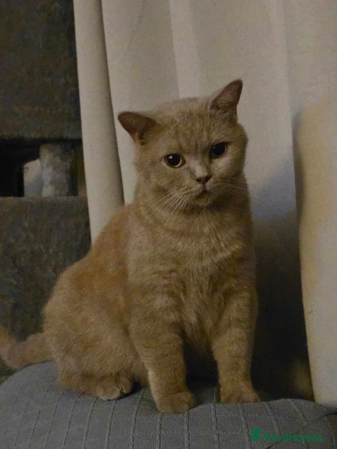 British Shorthair cats for sale: Fawn GCCF Registered Active Female - Advert 9