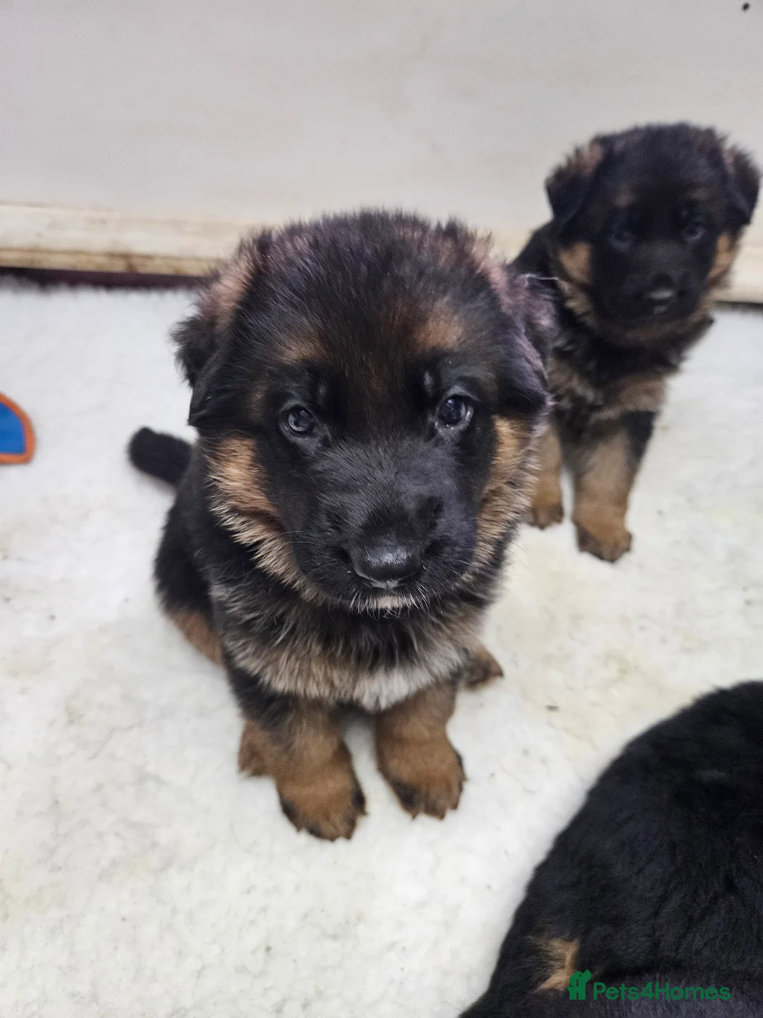 German Shepherd dogs for sale: German shepherd puppies - Advert 16