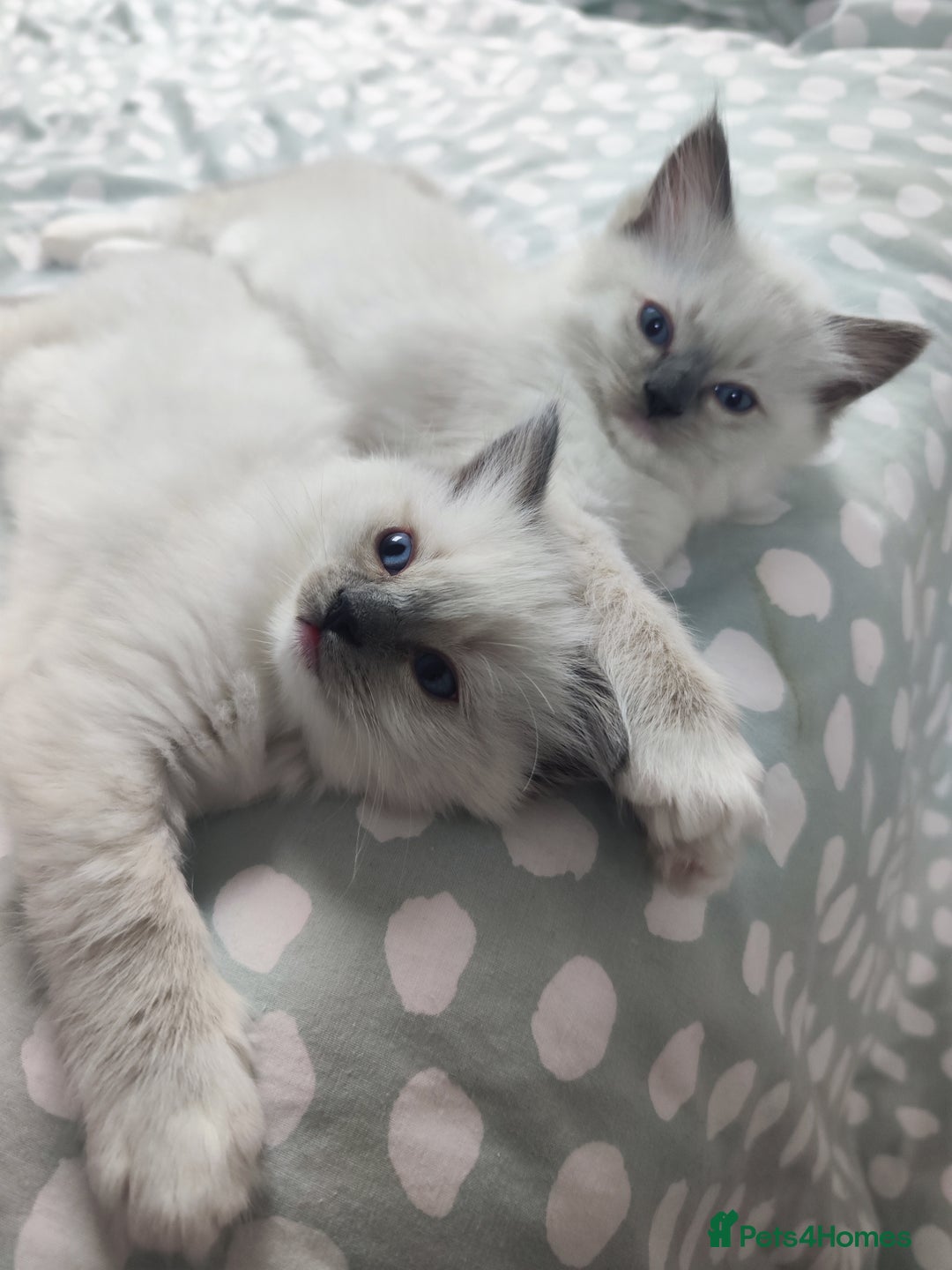 Ragdoll cats for sale: Champion Line ragdoll - Advert 1