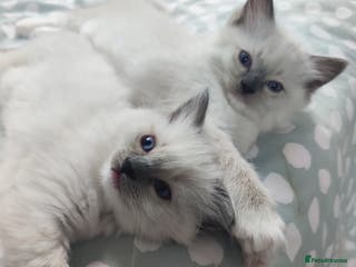 Ragdoll cats Champion Line ragdoll - Advert 3