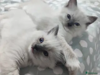 Ragdoll cats Champion Line ragdoll - Advert 2