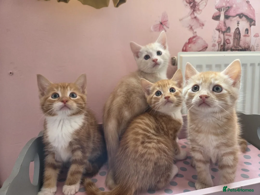 Maine Coon cats for sale: X MAINE COON  - Advert 2