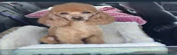 Toy Poodle dogs for sale: Toy poodle pups for sale - Advert 1