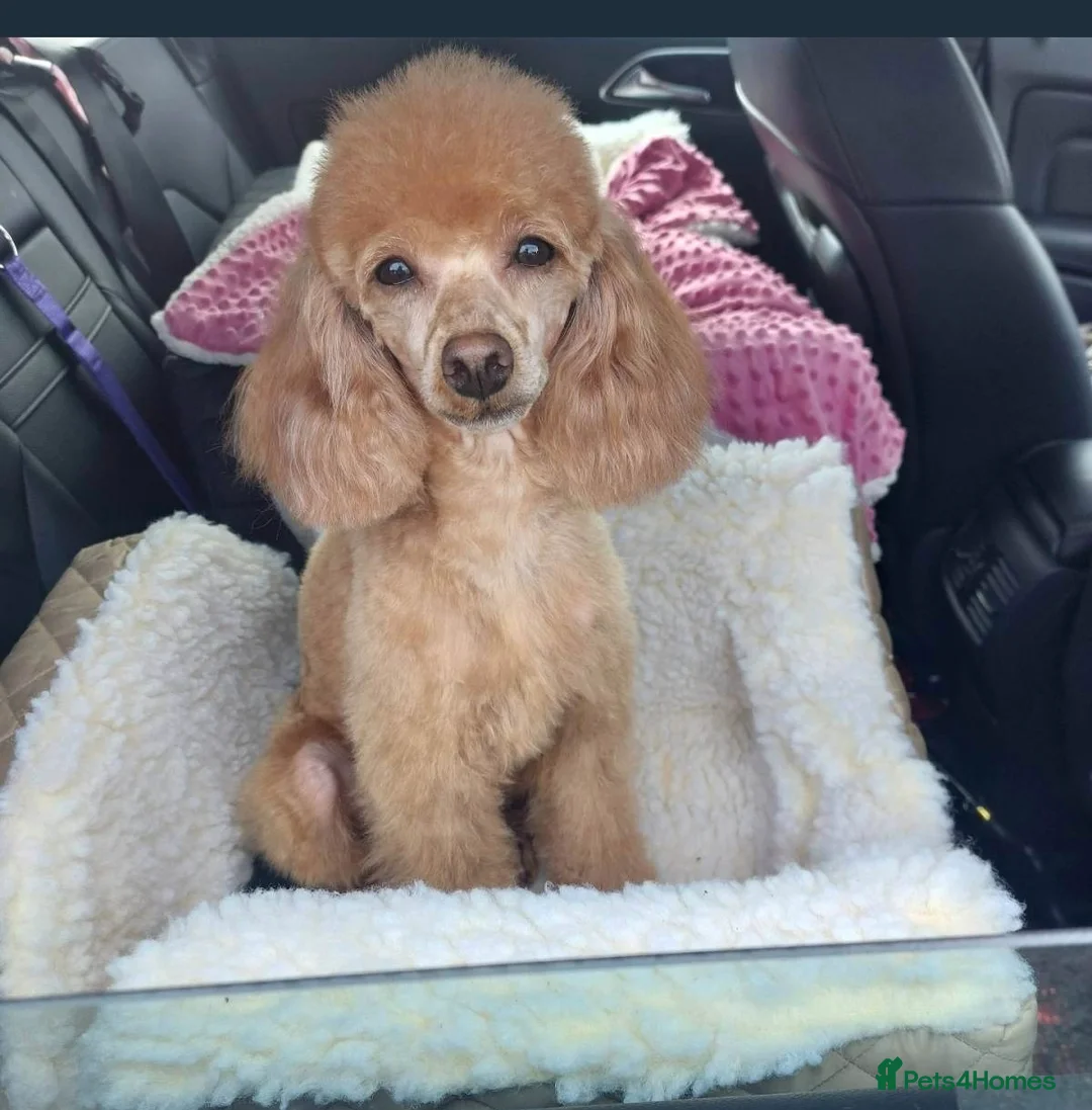 Toy Poodle dogs for sale: Toy poodle pups for sale - Advert 1