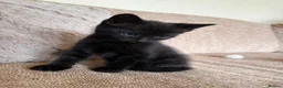 Domestic Shorthair cats for sale: Little boy for rehoming  - Advert 2