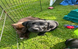 Labrador Retriever dogs for sale: Beautiful Labrador X Puppies  - Image 4