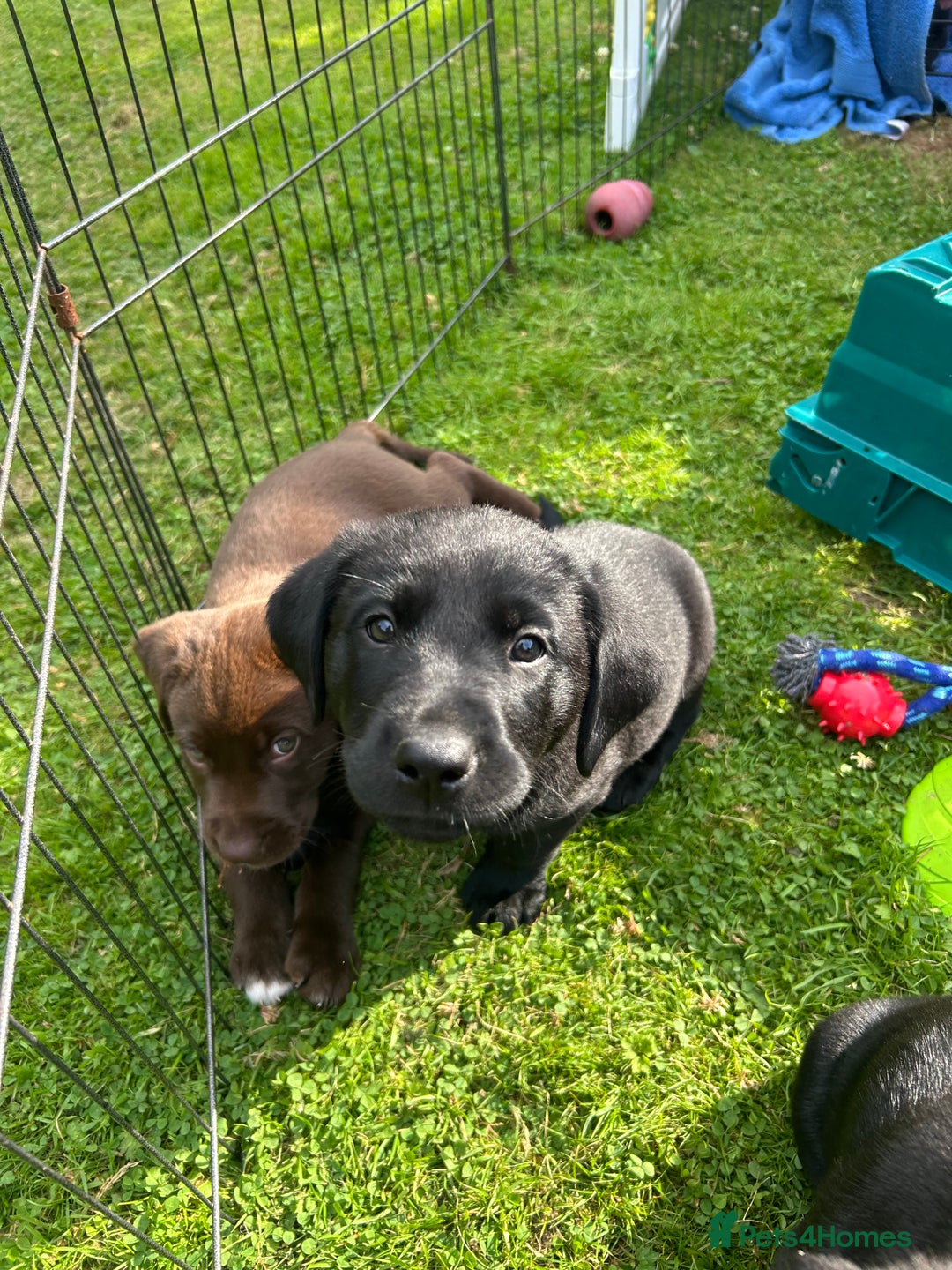 Labrador Retriever dogs for sale: Beautiful Labrador X Puppies  - Image 4